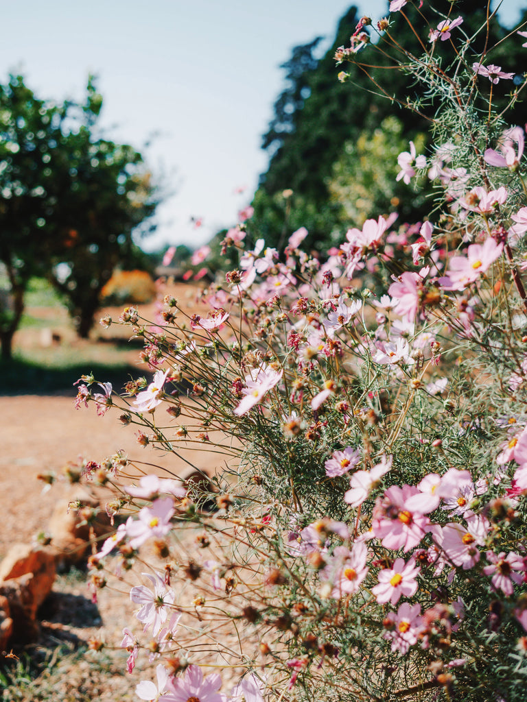 gardening in arizona, cosmos flowers