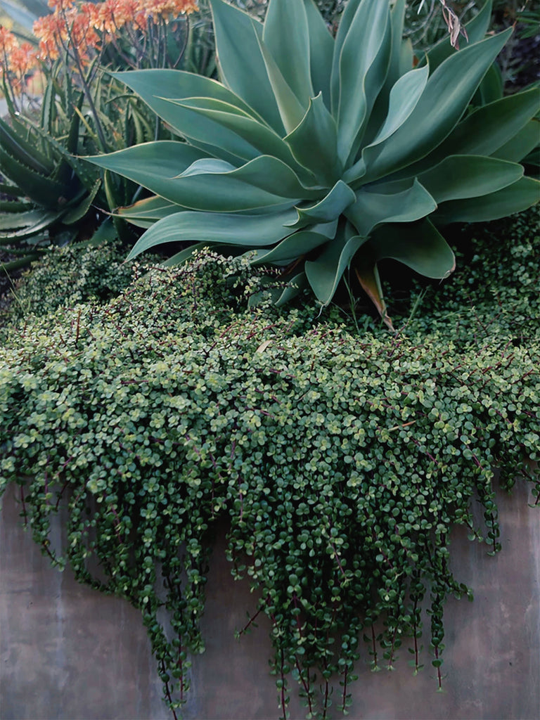 gardening in arizona, elephant's food plant