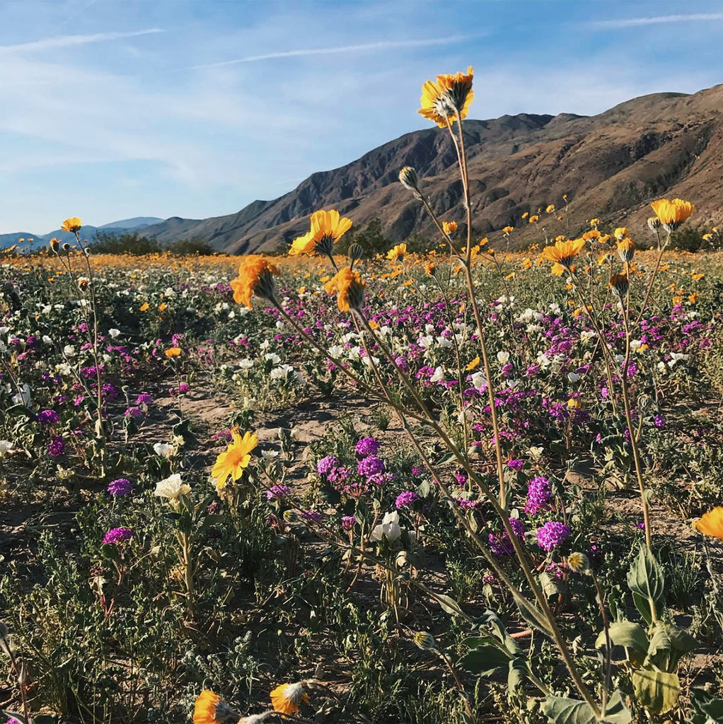 gardening in arizona - desert wildflowers