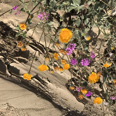 anza borrego desert