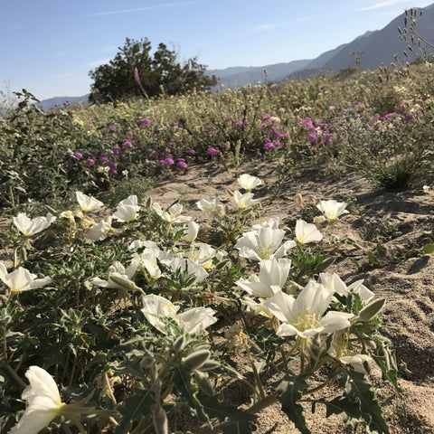 anza borrego desert