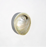 abalone shell