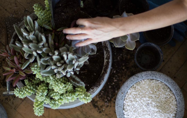 repotting succulents how to guide