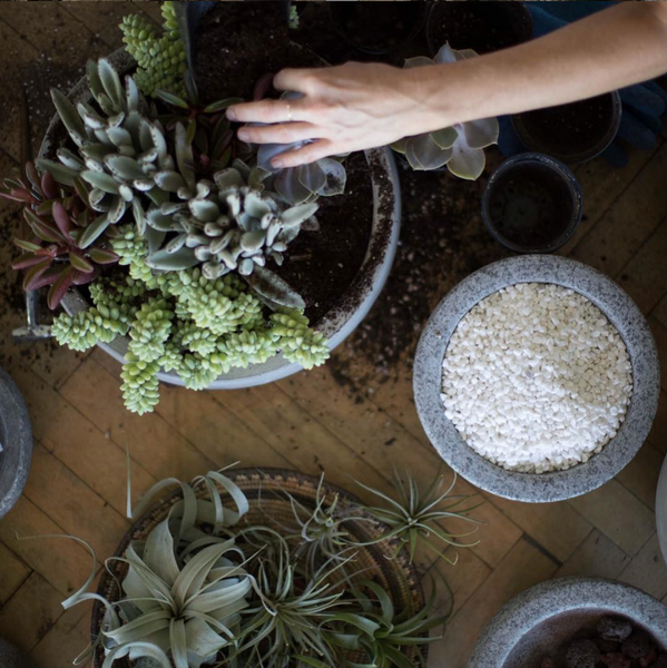guide to repotting succulents 