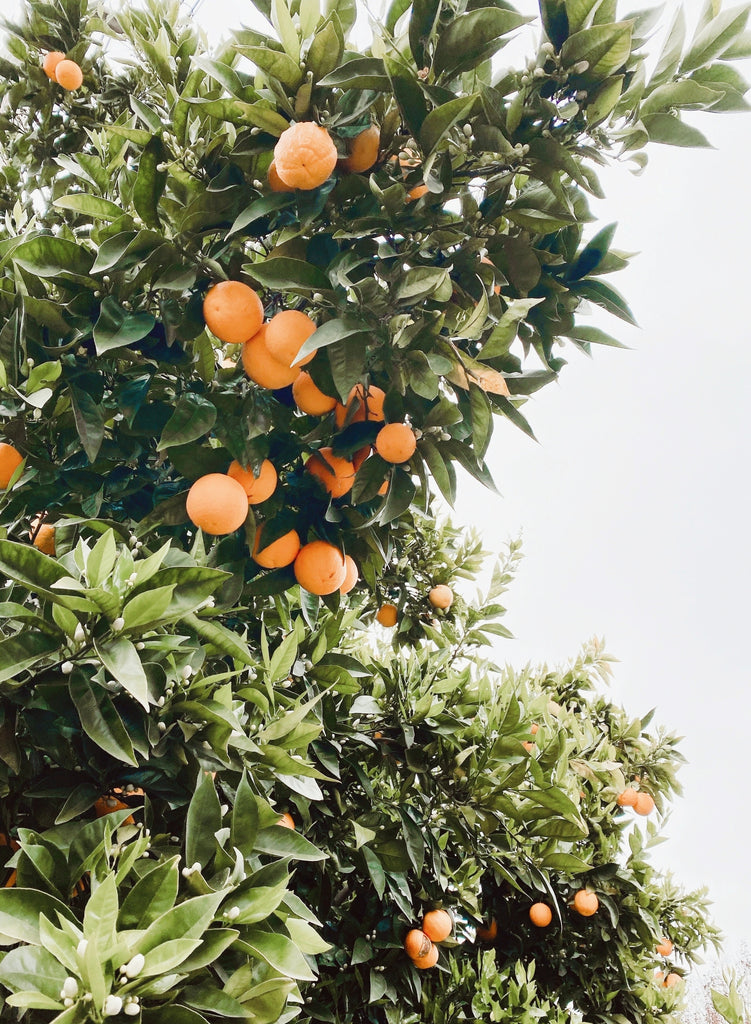 Phoenix Arcadia neighborhood citrus history