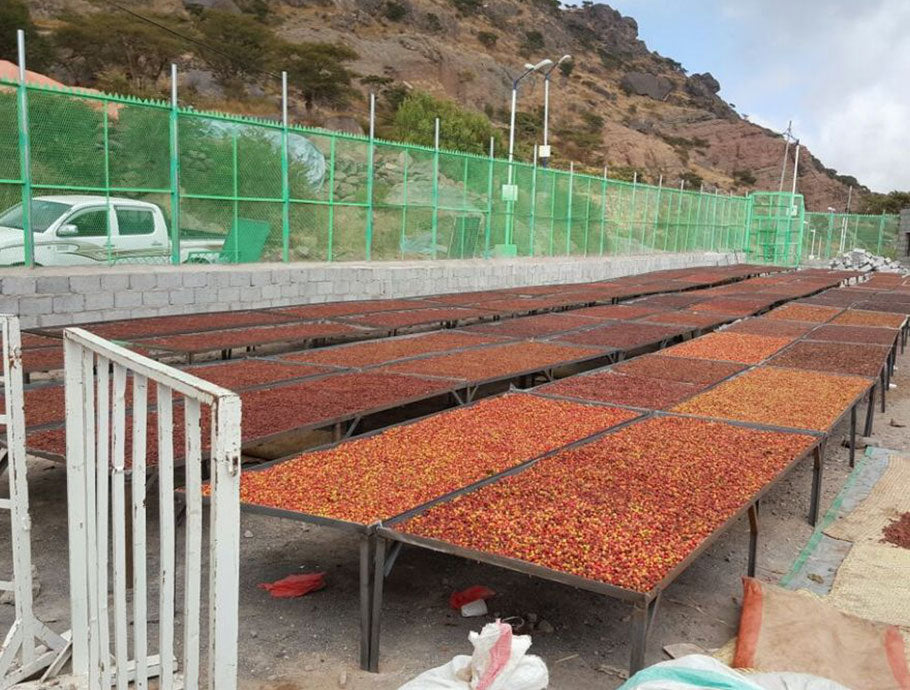 PT's Haraaz Special Red drying on raised beds