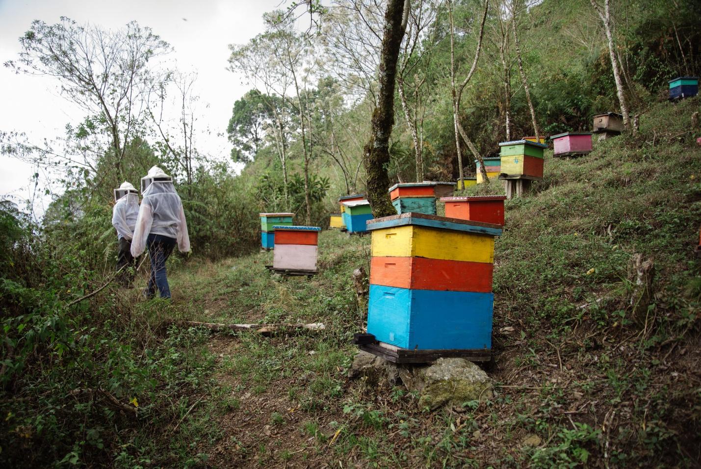Hives from the beekeeping program at CESMACH cooperative