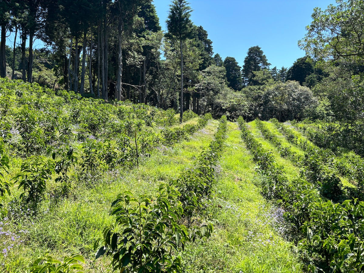 Volcan Azul Gesha plantation