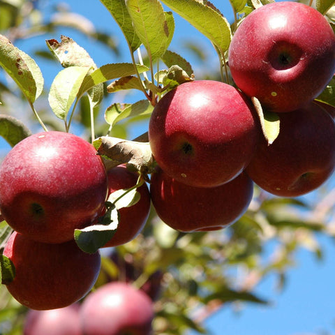 Apple Picking