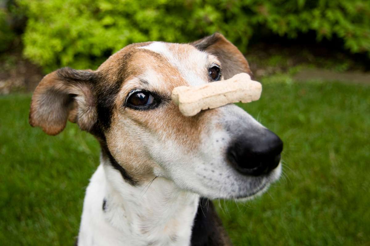 dog treat on the nose