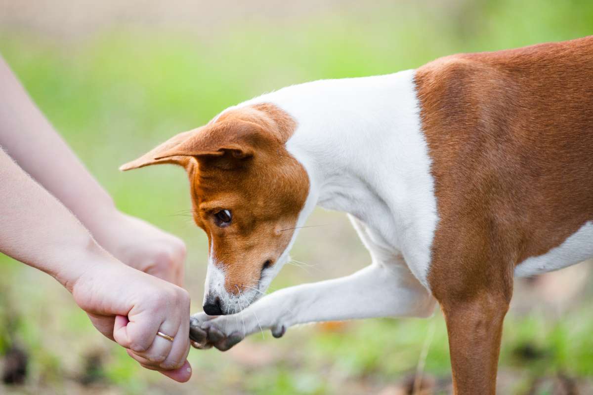 hiding a dog treat stimulates the senses and makes it fun