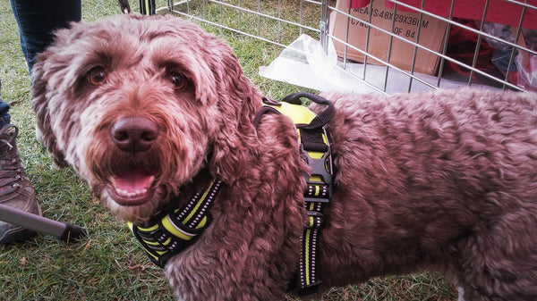 Truelove Dog Harness Front Clip Top Clip Ships From Uk