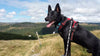 dog wearing truelove TLH5651 dog harness in red
