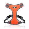 orange frenchie harness