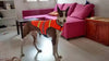 orange high vis dog vest