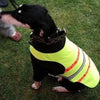 green led dog coat