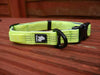 strong padded yellow dog collar