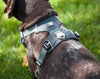 car dog harness with top clip lead attachment