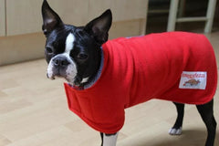 boston terrier dog wearing a drying coat