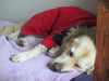 retriever relaxing in a snugglezzz drying coat