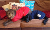 two dogs getting dry in a red and blue dog drying coat