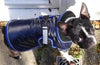 boston terrier in dog coat