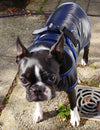 waterproof dog coat with fastening