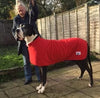 great dane with very large red drying coat