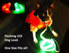 boston terrier with green high viz dog lead