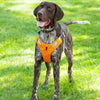 car dog harness orange