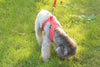 fleece dog harness red