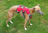 running dog harness whippet handle three straps