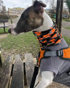 whippet in dog harness orange