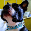 small dog wearing stud and spike leather dog collar