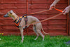 truelove double ended dog lead orange TLL2411