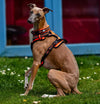 truelove orange reflective dog harness TLH5651 front clip