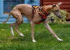 Truelove TLH56512 dog harness orange quick release neck clip