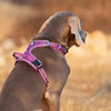 purple truelove dog harness with quick release neck clip