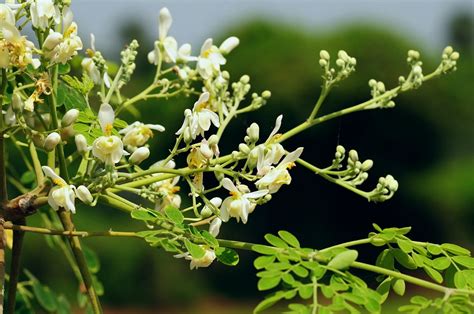 Moringa benefits for men and women - from my garden to yours