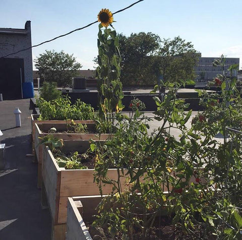 fancysweetstx Rooftop Garden