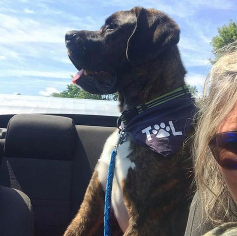 dog in car wearing bandana