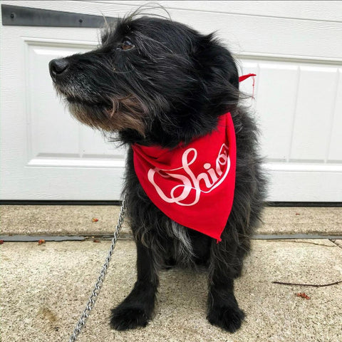 dog in ohio bandana