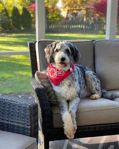 dog in couch wearing bandana