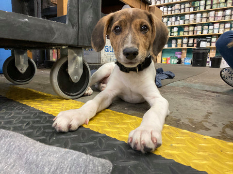 dog laying on shop floor