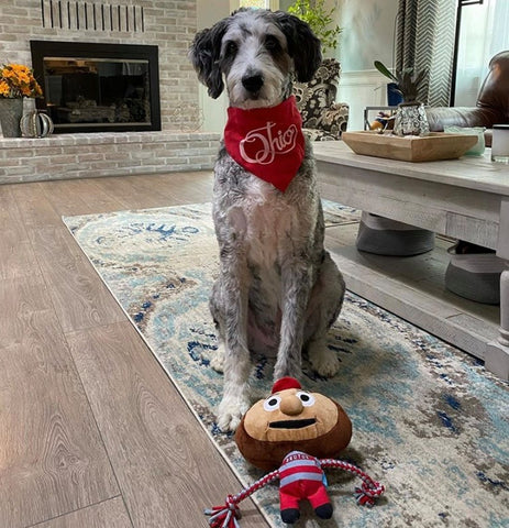 ohio state dog