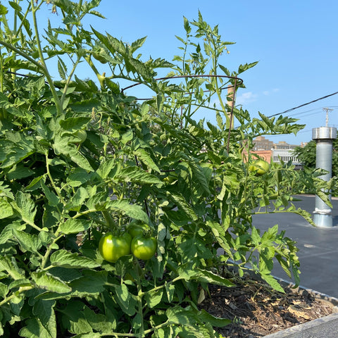 tomatoes growing in our rooftop garden