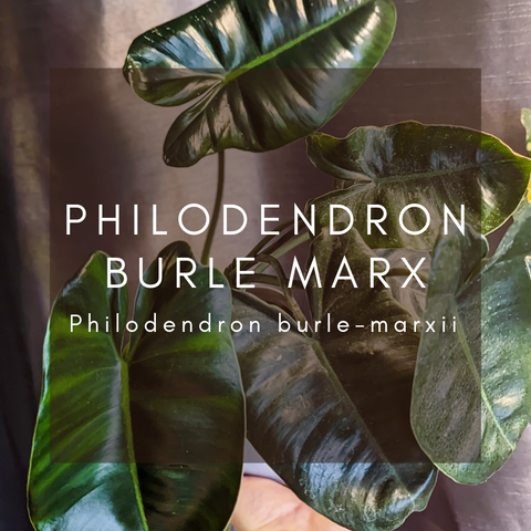 Philodendron Burle-Marx