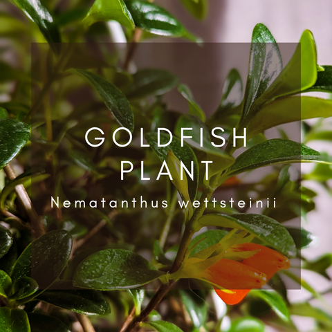 Goldfish Plant