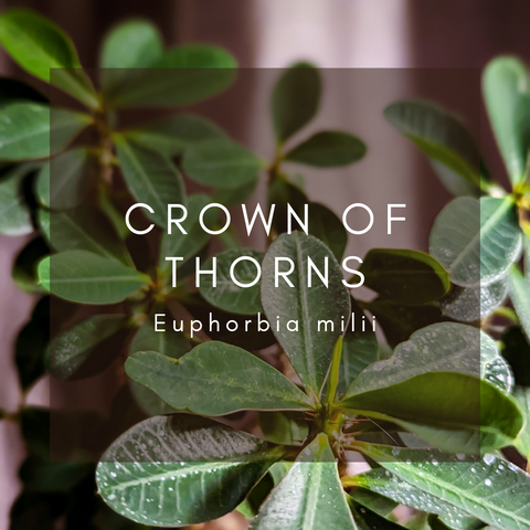 Crown of Thorns