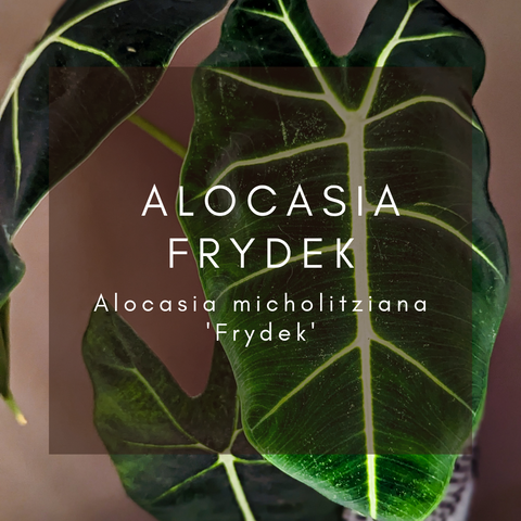 Alocasia Frydek